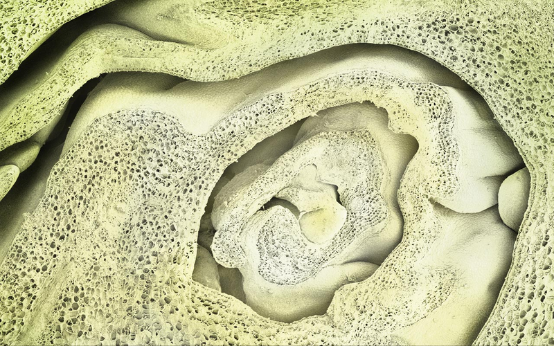 Illustration for article titled El mundo visto bajo el microscopio parece ciencia-ficción